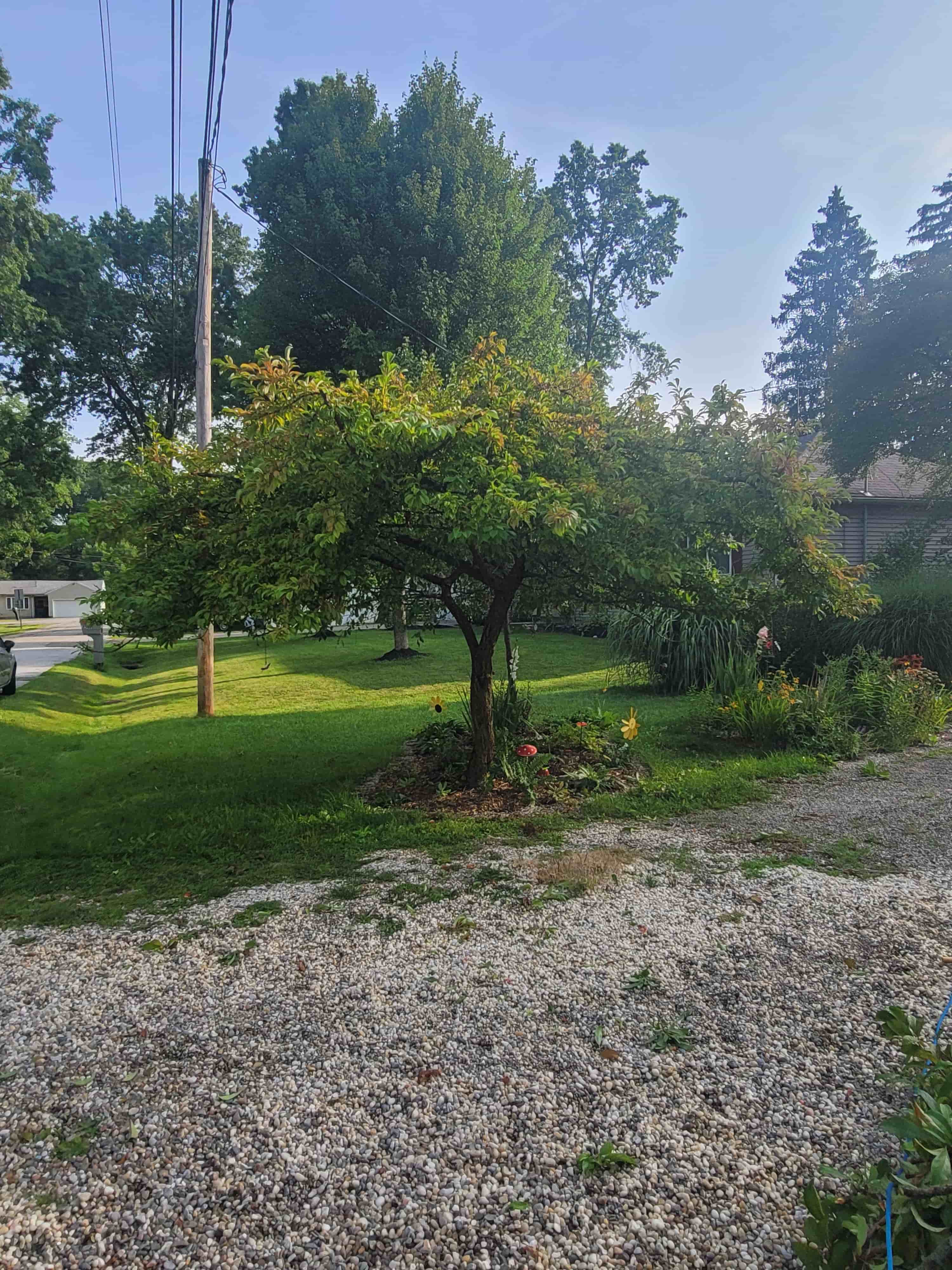 Ornamental tree assessment in residential yard, Kent Ohio