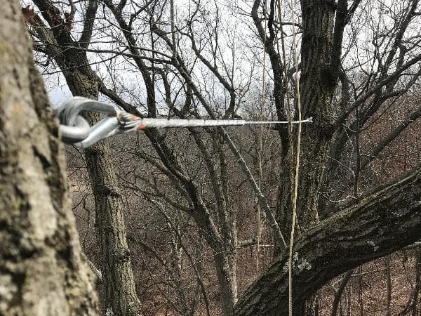 Close-up of steel tree cabling hardware installed at the union of two co-dominant trunks on a mature tree