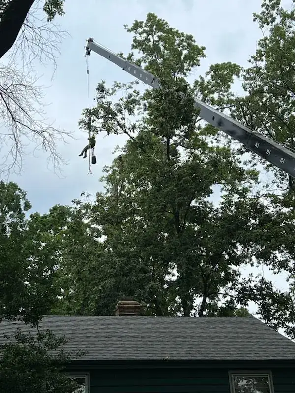 A crane lifting a section of tree away from a house during a removal
