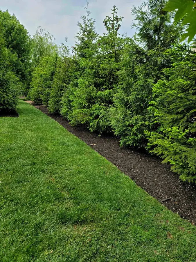 A new row of evergreen privacy trees planted along a lawn
