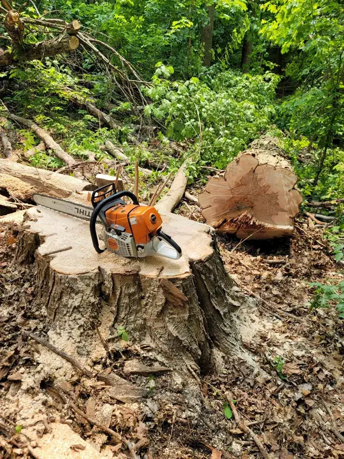 A fresh stump cut low with a chainsaw resting on it, ready for grinding