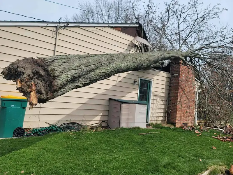 A large tree that fell onto the roof of a house in a storm, before removal