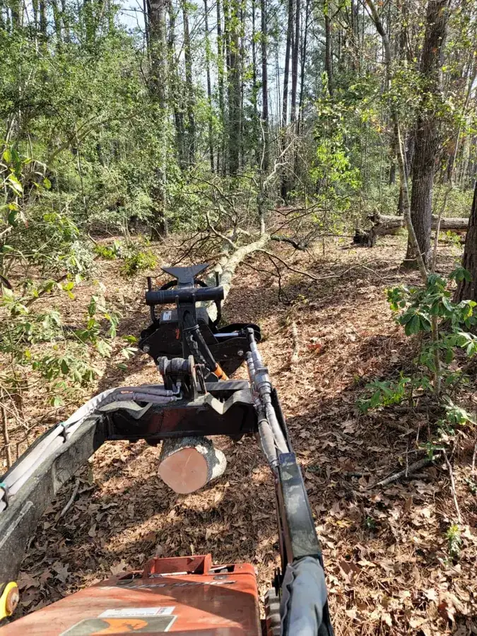 Equipment clearing a wooded lot covered in fallen leaves